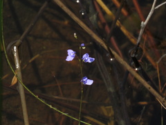 Utricularia lateriflora