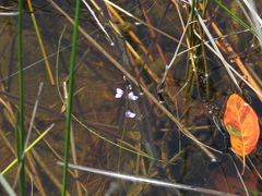 Utricularia lateriflora