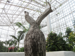 Ceiba insignis