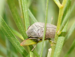 Trigonodera