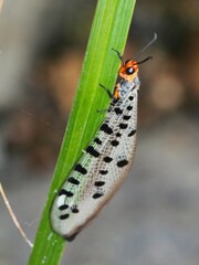 Myrmeleon erythrocephalus