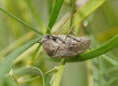 Trigonodera
