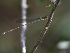 Austrolestes