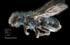 Osmia pumila