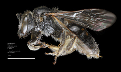 Lasioglossum pectorale