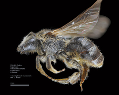 Lasioglossum leucozonium