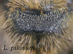Lasioglossum pilosum