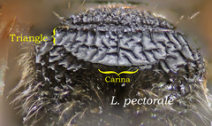 Lasioglossum pectorale