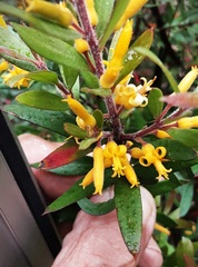 Persoonia myrtilloides myrtilloides