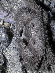 Polydectus cupulifer