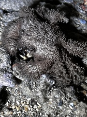 Polydectus cupulifer