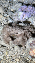 Polydectus cupulifer
