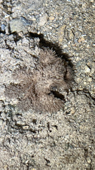 Polydectus cupulifer