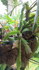 Schlumbergera truncata