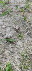 Duttaphrynus melanostictus