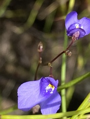 Utricularia biloba