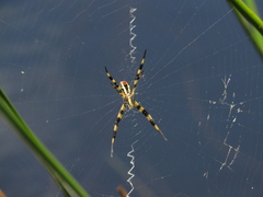 Argiope picta