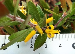 Persoonia myrtilloides myrtilloides