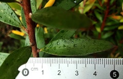 Persoonia myrtilloides myrtilloides