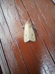 Mythimna convecta