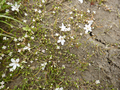 Crassula sinclairii