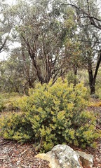 Persoonia myrtilloides myrtilloides