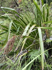 Machaerina sinclairii