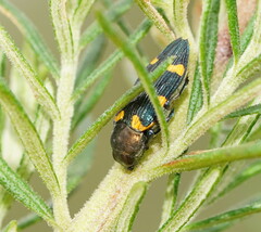 Castiarina imitator