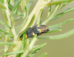 Castiarina imitator