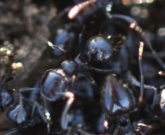 Crematogaster auberti
