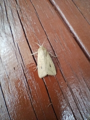 Mythimna convecta