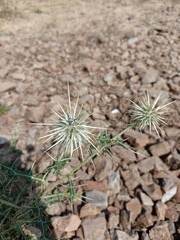 Echinops echinatus