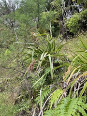 Machaerina sinclairii