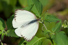 Ascia monuste phileta