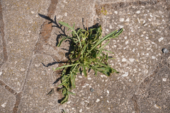 Angiospermae