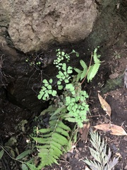 Adiantum capillus-veneris