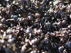 Crematogaster auberti