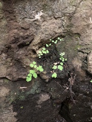 Adiantum capillus-veneris