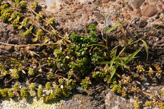 Herniaria glabra