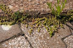 Herniaria glabra