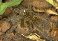 Harpactira hamiltoni