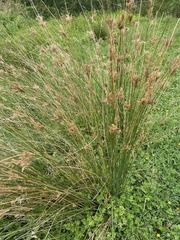 Juncus sarophorus