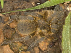 Harpactira hamiltoni