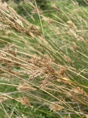 Juncus sarophorus