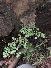 Adiantum capillus-veneris