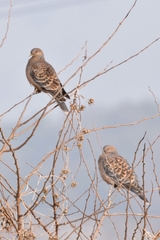 Streptopelia orientalis