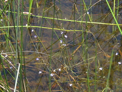 Utricularia lateriflora