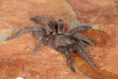 Brachionopus pretoriae