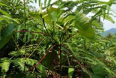 Homalanthus populneus