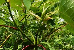 Homalanthus populneus